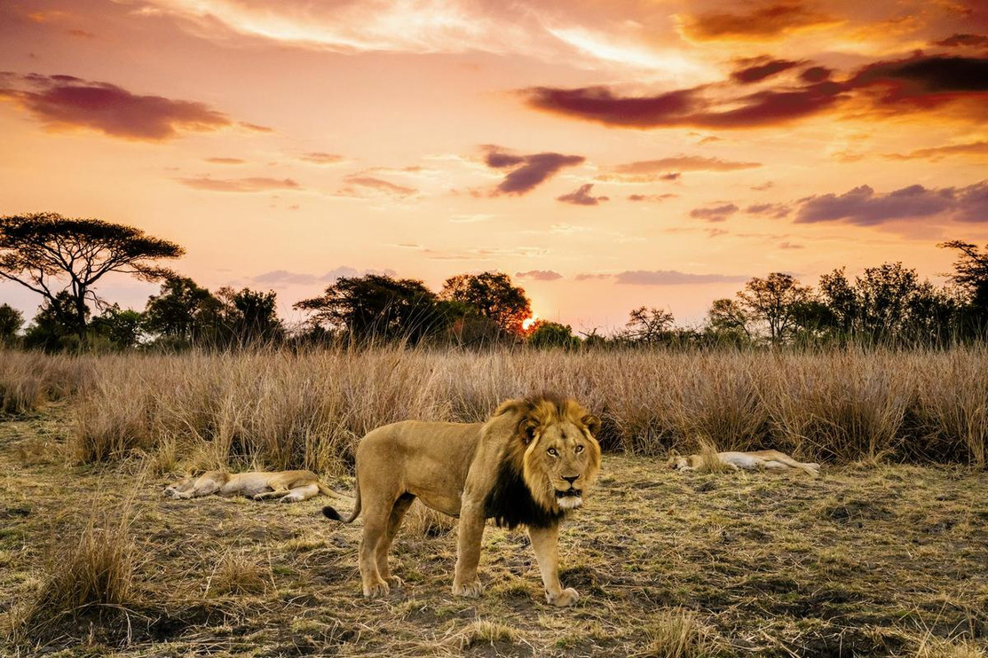 Lion in Zambia